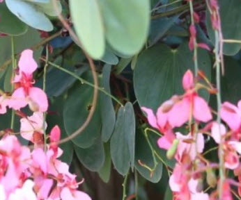 ต้นสร้อยสยาม หรือชงโคสยาม กระถาง 8 นิ้ว ไม้เถาเลื้อย