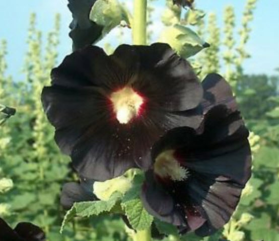 ฮอลลี่ฮ็อคดำ (Black Hollyhock) / 100 เม็ด (UK)*