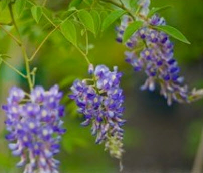 วิสเทอเรีย (Wisteria) คละสี / 12 เม็ด