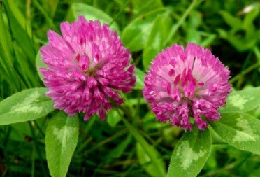 โคลเวอร์แดง (Red Clover / Trifolium pratense) / 1,000 เม็ด (UK)