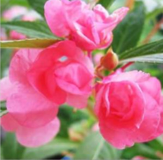 เทียนซ้อน (Garden Balsam) สีชมพู / ซอง 20 เม็ด (A006)