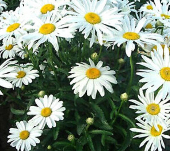 เดซี่ แชสต้า (Shasta Daisy) สีขาว / 2,000 เม็ด