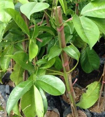 ต้นเจ้าหญิงสีชมพู เจ้าสาวสีชมพู (Pink euodia) กระถาง 10 นิ้ว สูง 50-80 ซ.ม.