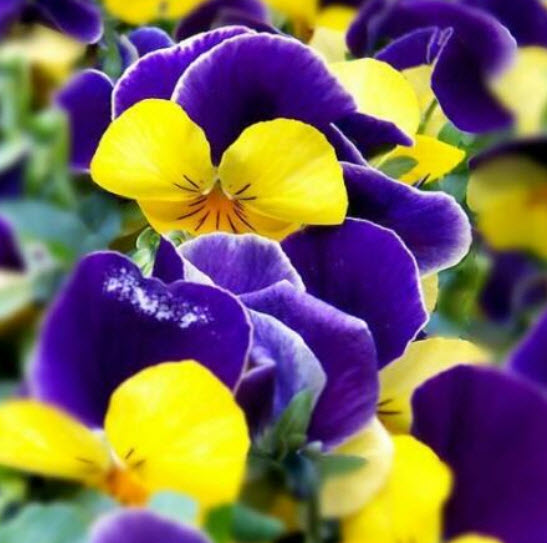 ไวโอลา หรือหน้าแมวจิ๋ว (Viola) คละ / 200 เม็ด (Portugal)