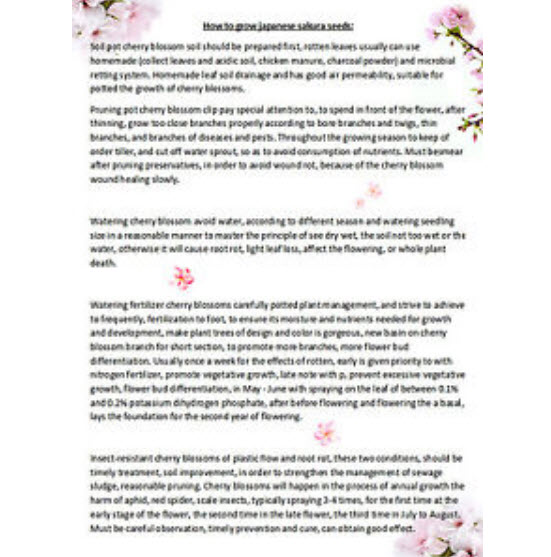 ซากูระญี่ปุ่น บอนไซ (Japanese Cherry Blossom) สีชมพูเข้ม / 5 เม็ด