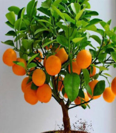 ส้มสะดือ วอชิงตัน (Washington Navel Orange) / 10 เม็ด (China)