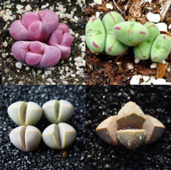 ไลท็อปส์ (Lithops) คละ / 50 เม็ด