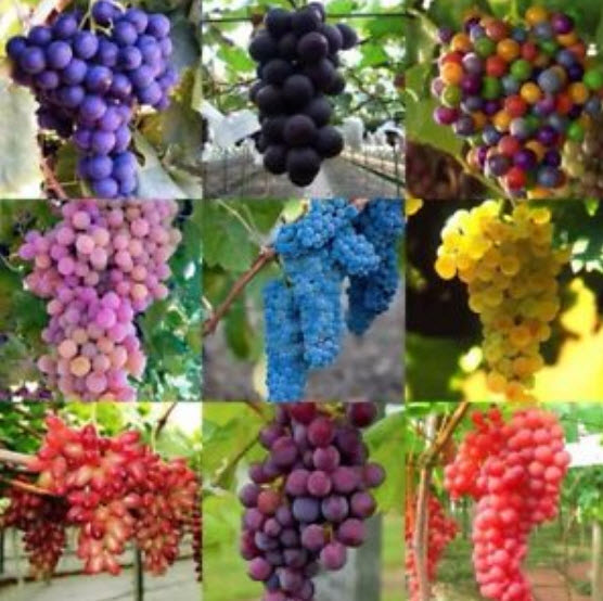 องุ่นลูกกลม (Grape) คละ / 50 เม็ด