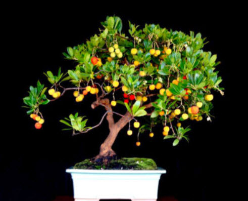 สตรอเบอรี่ต้น บอนไซ (Strawberry Tree) / 30 เม็ด (UK)