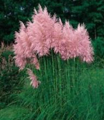 หญ้าภูเขา สีสตรอเบอรี่ / 1,000 เม็ด
