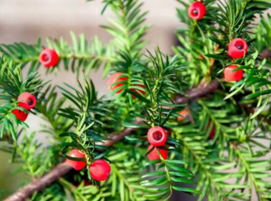 สนยูจีน หรือสนยิวจีน (Chinese Yew) / 10 เม็ด (China)