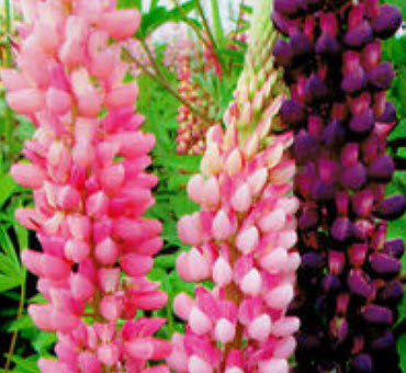 ลูพิน (Lupin) คละสี / ซอง 15 เม็ด (A020)