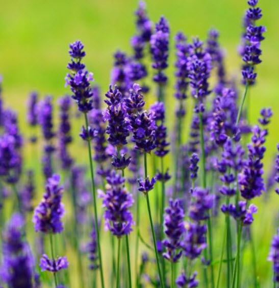 ลาเวนเดอร์อังกฤษ (English Lavender) / 50 เม็ด (Australia)