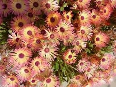 ไอซ์แพล้นท์ (Ice Plant) สีส้ม / 100 เม็ด (USA)