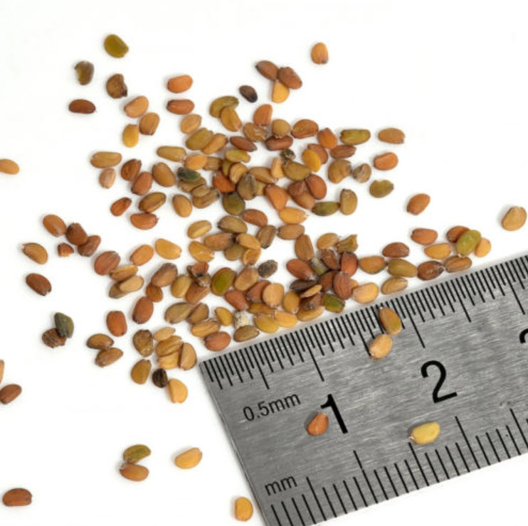 กล้วยไม้ผึ้ง (Bee Orchid) / 50 เม็ด