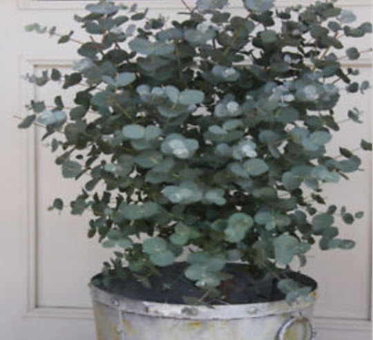 ยูคา ซิลเวอร์ ดอลล่าร์ (Eucalyptus - Silver Dollar) / 20 เม็ด