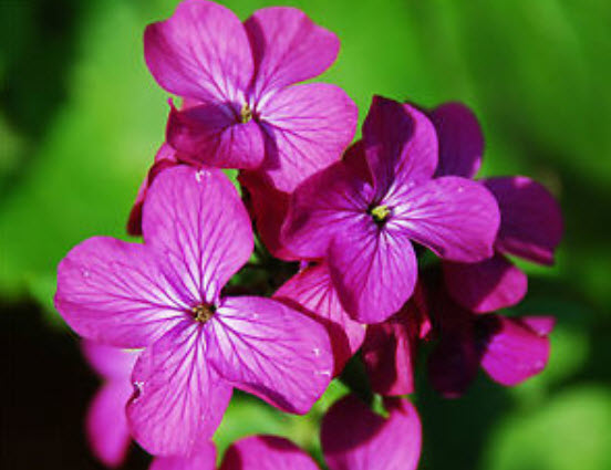 ซิลเวอร์ ดอลล่าร์ หรือลูนาเรีย (Silver Dollar plant / Lunaria) / 50 เม็ด (UK)