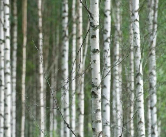 ไวท์เบิร์ช หรือซิลเวอร์ เบิร์ช (White Birch) / 100 เม็ด (Australia)