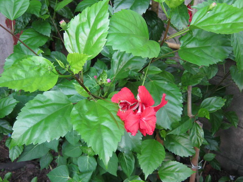 ต้นชบาดอกซ้อน ดอกแดง สูง 60-80 ซ.ม./ ต้น