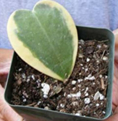 โฮย่าหัวใจด่าง (Hoya Kerrii Variegate) / 50 เม็ด