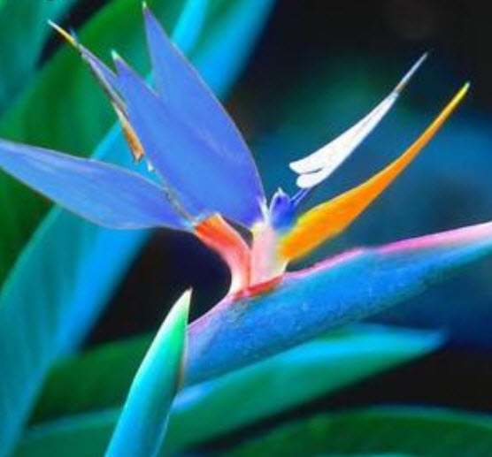 ปักษาสวรรค์ (Bird of Paradise) สีฟ้า / 20 เม็ด