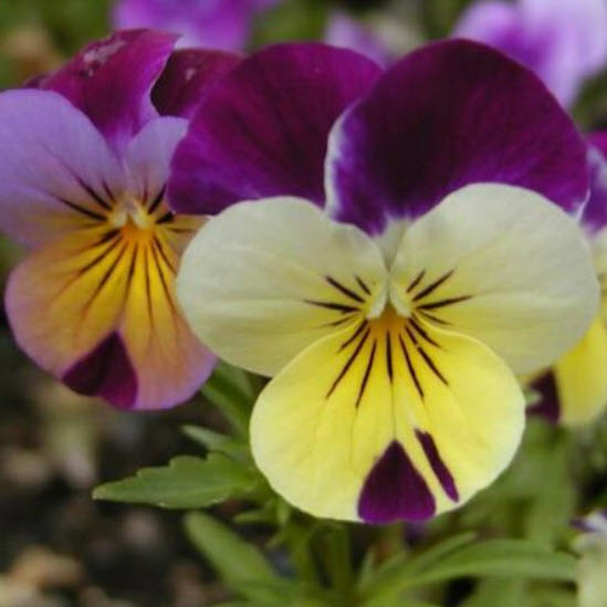 ไวโอลา หรือหน้าแมวจิ๋ว (Viola) คละ / 200 เม็ด (Portugal)