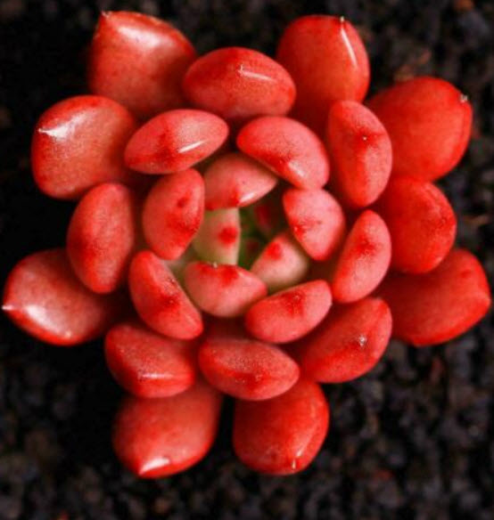 เอชชิวาเรีย ทับทิมชมพู (Echeveria - Pink Ruby) / 100 เม็ด
