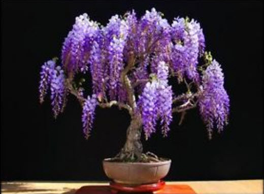 ศรีตรัง (Jacaranda mimosifolia) บอนไซ / 30 เม็ด (UK)