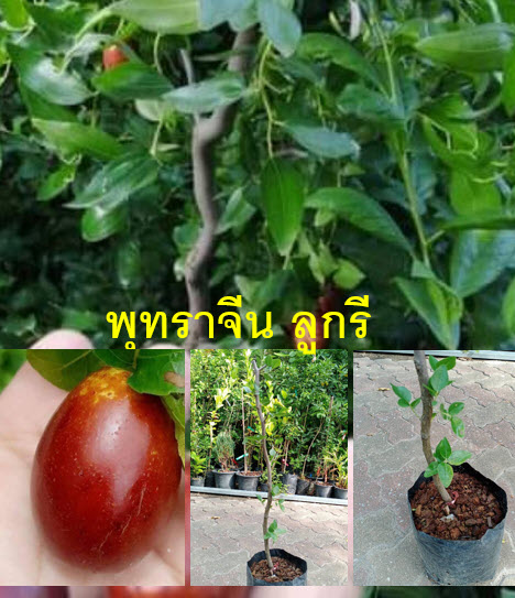 ต้น พุทราจีน สายพันธุ์ลูกรี ต้นเสียบยอด สูง 70-90 ซ.ม. ต้นไม้นำเข้าจากจีน