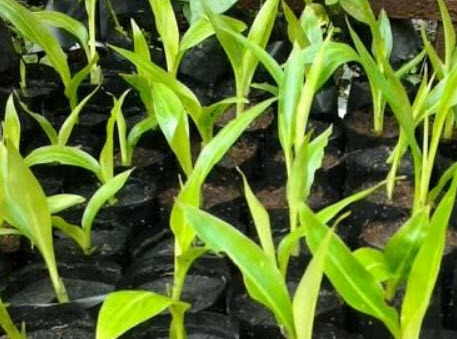 กล้วยพัด ใบสีเขียว / 10 เม็ด (P2S)