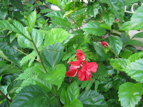 ต้นชบาดอกซ้อน ดอกแดง สูง 60-80 ซ.ม./ ต้น