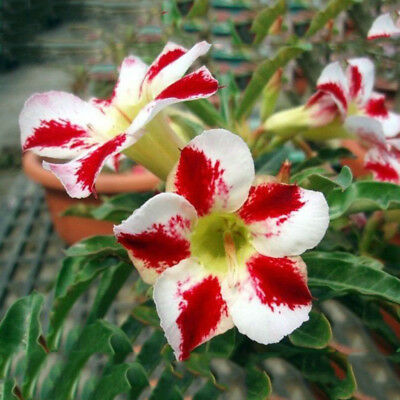 ชวนชม บอนไซ (Adenium bonsai) คละ / 200 เม็ด (นอก)