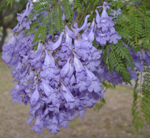 ศรีตรัง (Jacaranda mimosifolia) / 100 เม็ด (India)