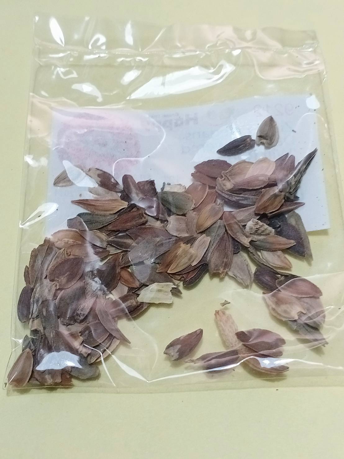 บานชื่น ตัดดอก พันธุ์ Will Rogers ดอกแดง / 130 เม็ด (UK)