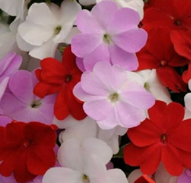 เทียนนิวกินี (New Guinea Impatiens - Divine Islander Mixed F1) / 10 เม็ด (UK)