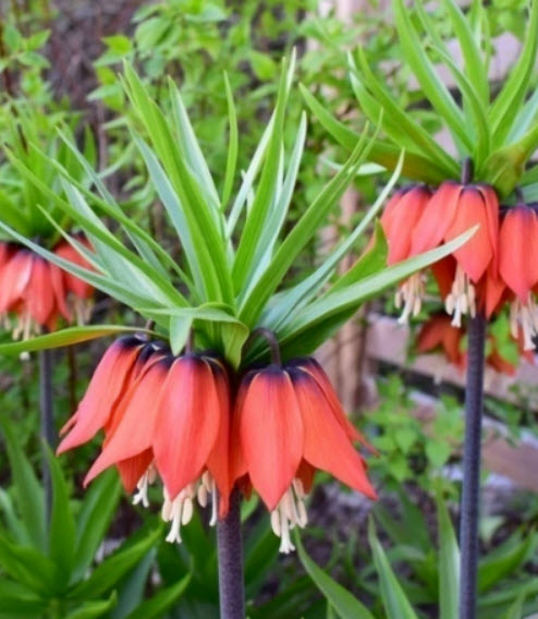 มงกุฏจักรพรรดิ์ (Crown Imperial) สีส้ม / 50 เม็ด