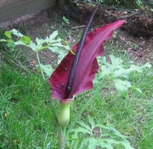 บุก Dragon Arum / Dragon Lily / 15 เม็ด (นอก)