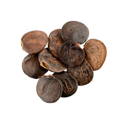 วิสทีเรียต้น (Wisteria tree) สีม่วง / 10 เม็ด