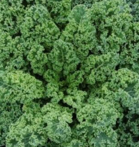 คะน้าเคล ผักเคล คะน้าใบหยิก Kale / ซอง 80 เม็ด (P2S)