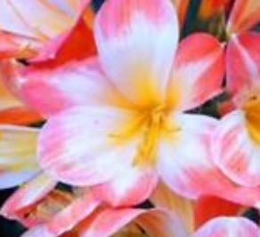 คลิเวีย (Clivia) ชมพู / 5 เม็ด (นอก)