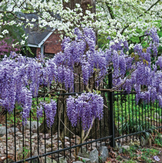 ต้นวิสทีเรีย (Wisteria) วิสเทียเรีย วีสเตียเรีย กระถาง 10 นิ้ว ไม้เถาเลื้อย