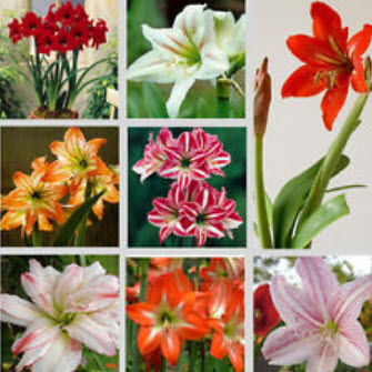 ว่านสีทิศ (Amaryllis) คละ / 25 เมล็ด (นอก)