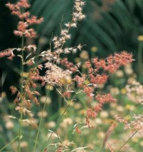 หญ้าดอกชมพู หญ้าชมพู pink grass 250 เม็ด (P2S)