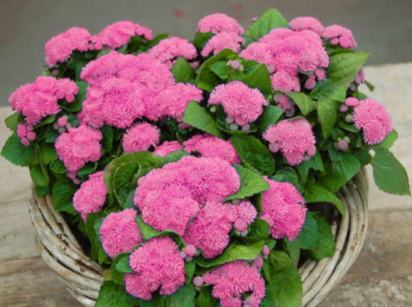 อะเจอราตุ้ม (Ageratum) ชมพู / 2,000 เม็ด (UK)
