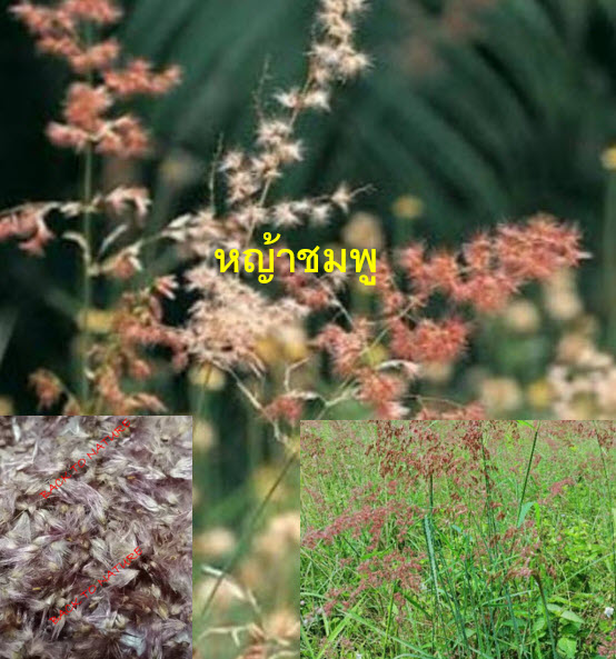 หญ้าชมพู หญ้าดอกชมพู pink grass / 500 เม็ด