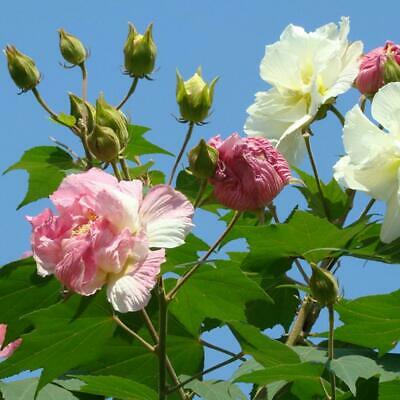 พุดตาน กลีบดอกซ้อน / 25 เม็ด (Malaysia)