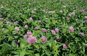 โคลเวอร์แดง (Red Clover / Trifolium pratense) / 1,000 เม็ด (UK)