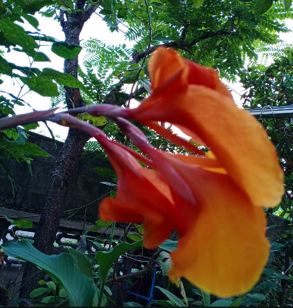 พุทธรักษา (Canna) ดอกสีส้ม-เหลือง ใบเขียว / 10 เม็ด (P2S)