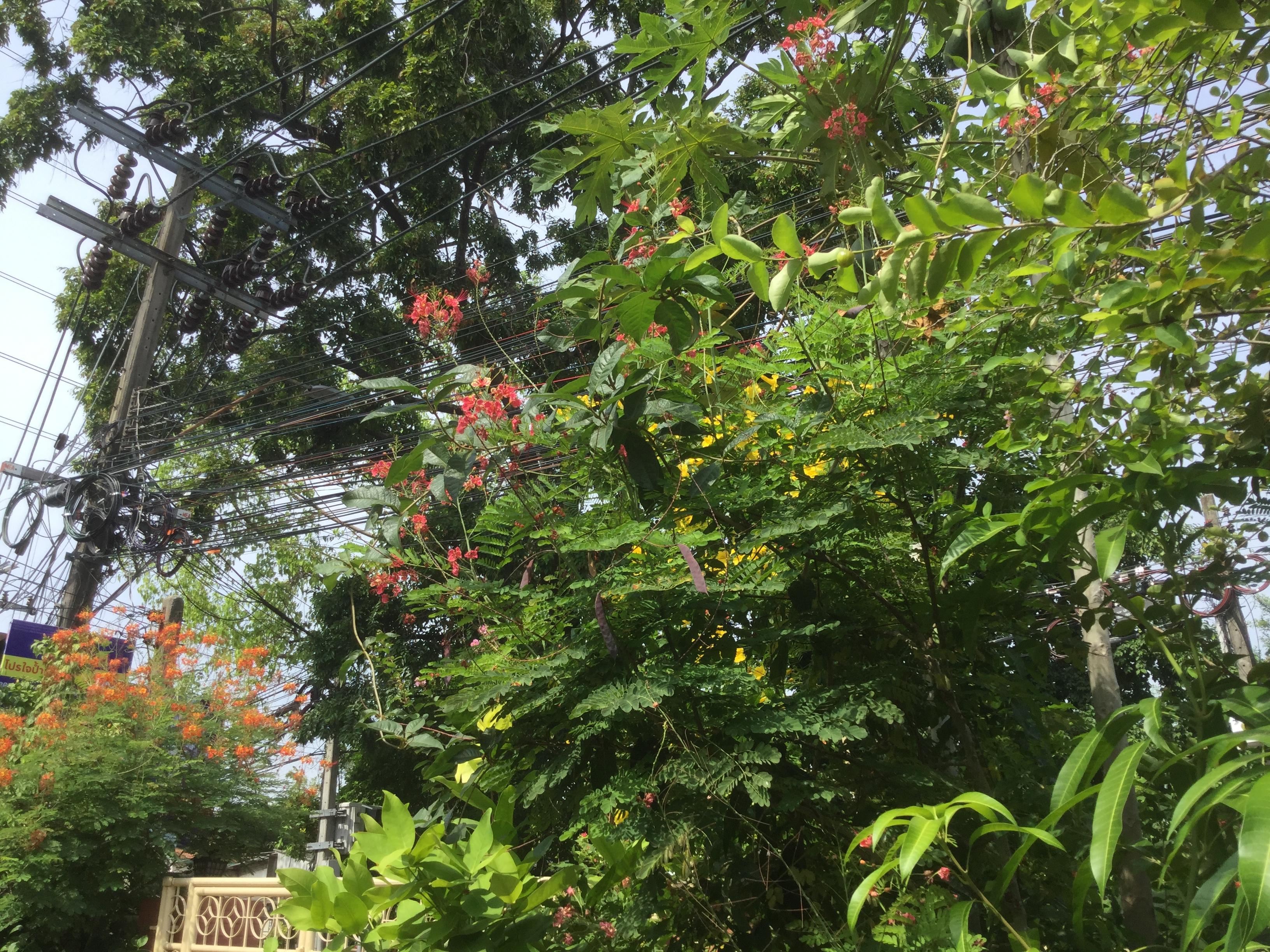 ต้นหางนกยูงไทย สีชมพู สูง 65-80 ซ.ม. กระถาง 8 นิ้ว / ต้น