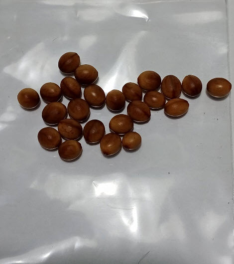 ชัยพฤกษ์ (Java cassia) / 25 เม็ด (P2S)